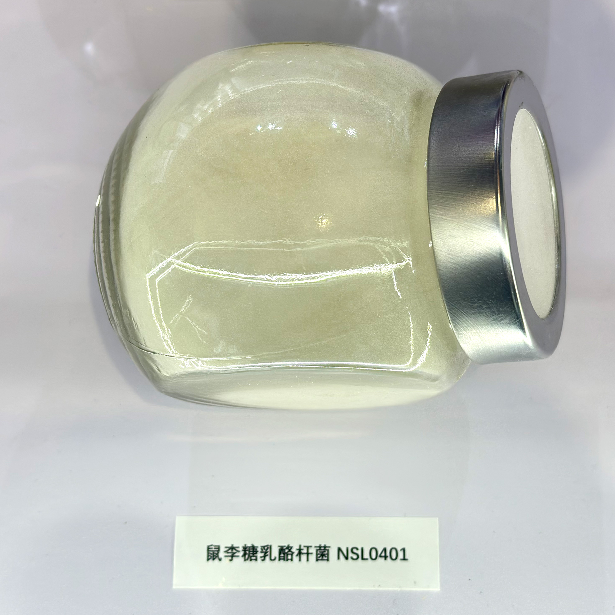 青島諾森-鼠李糖乳桿菌