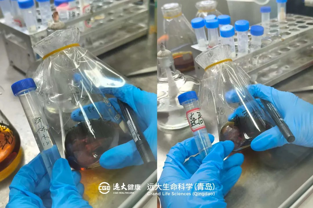 海洋菌株采集分離